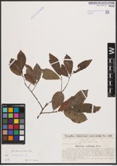 Foto von Salix cinerea L.